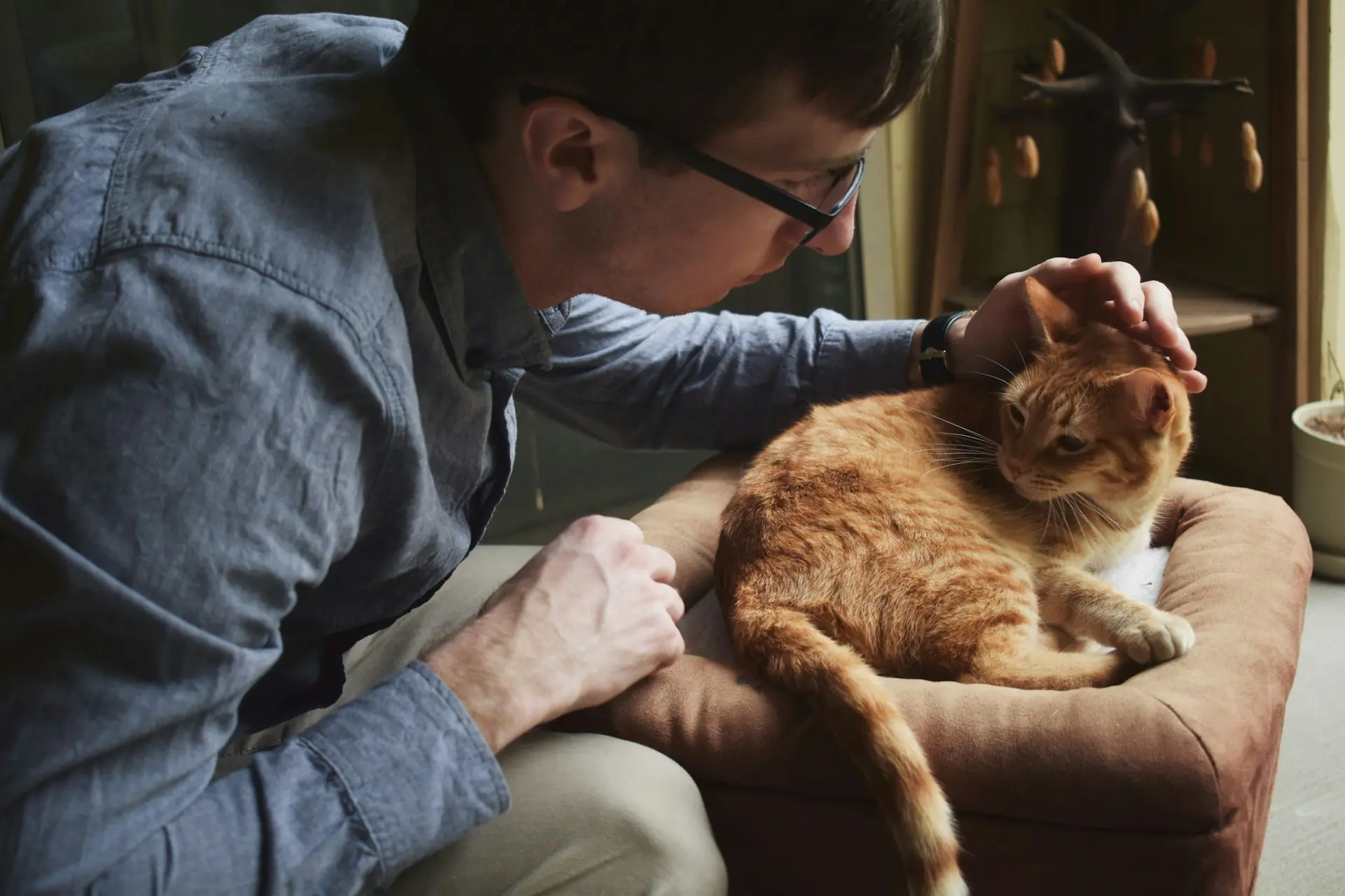 A man is petting an orange cat.