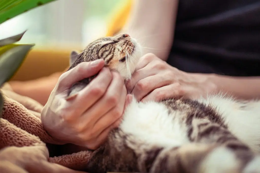 A person is petting on their cat while sitting on the couch