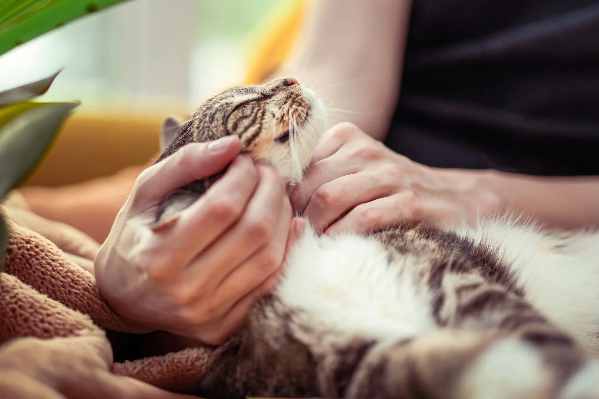 A person is petting on their cat while sitting on the couch