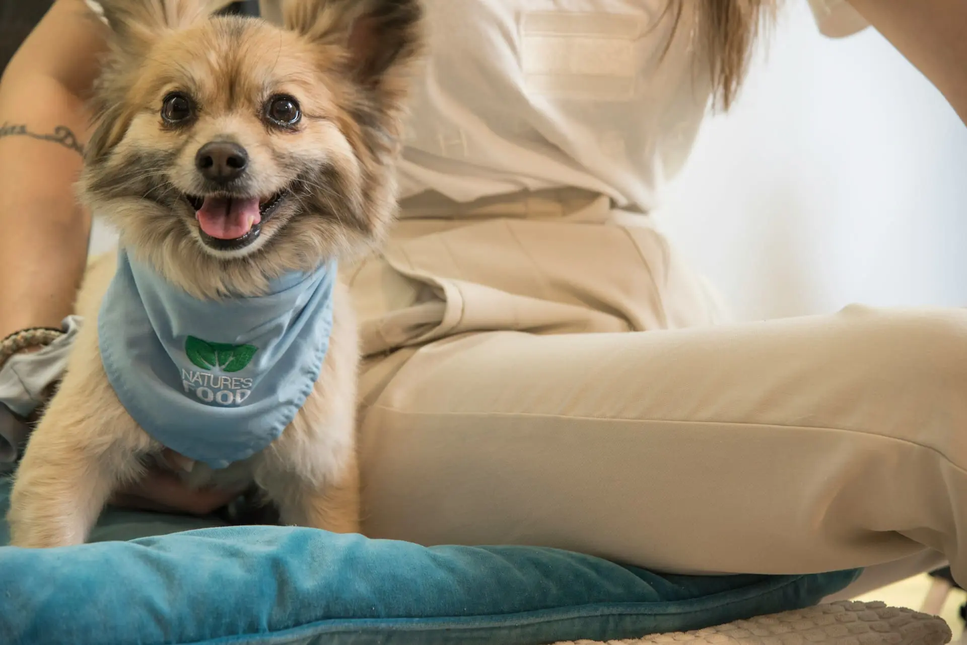 A small dog is sitting on the couch next to her owner waiting for one of her pet dental checkups.