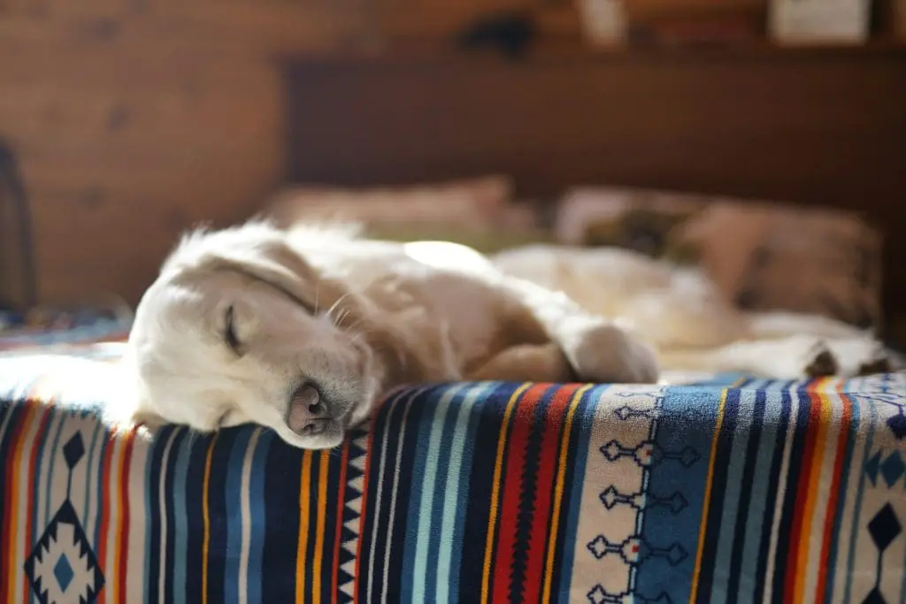 A dog is laying down on a bed, sleeping