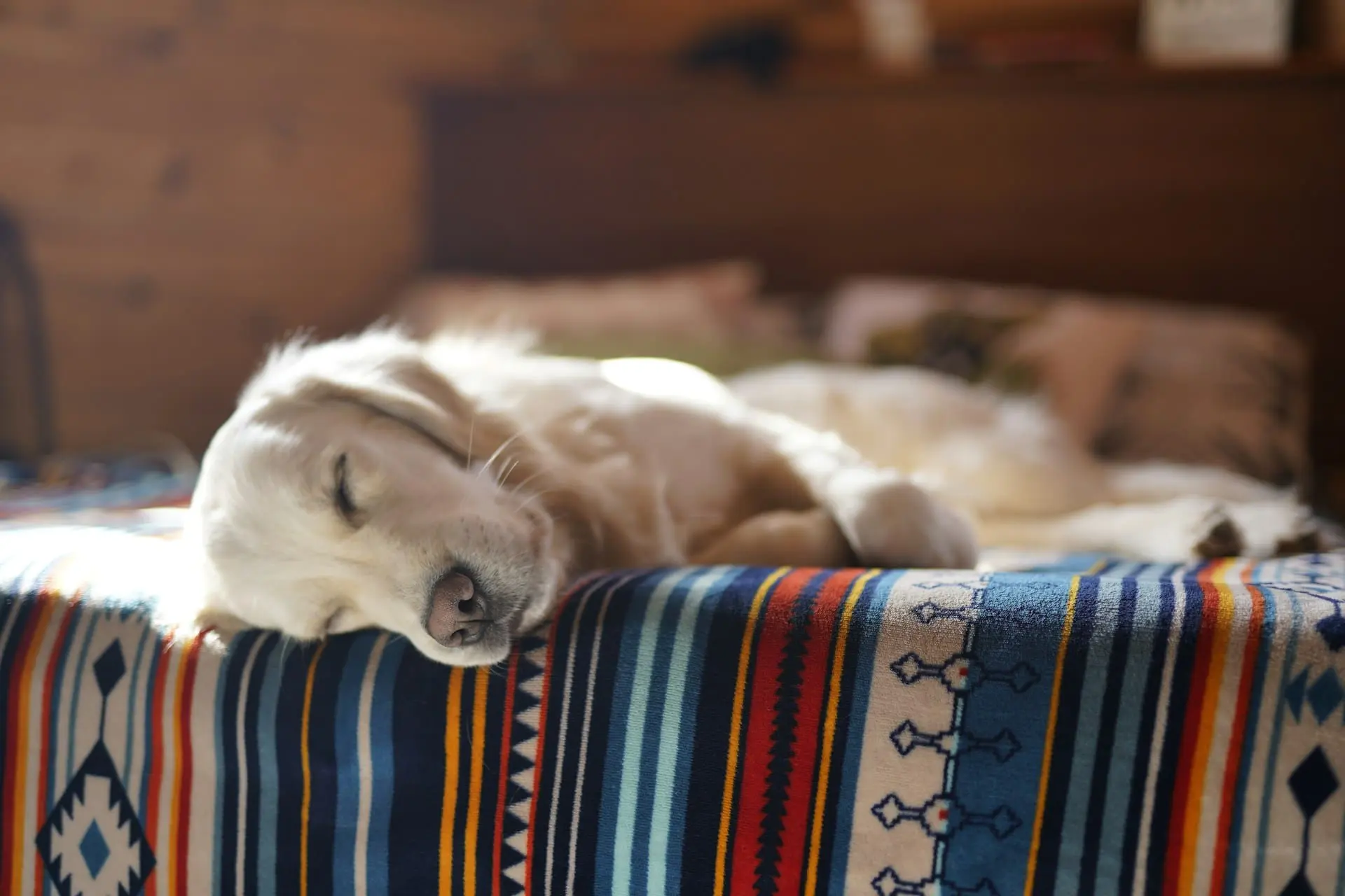 A dog is laying down on a bed, sleeping