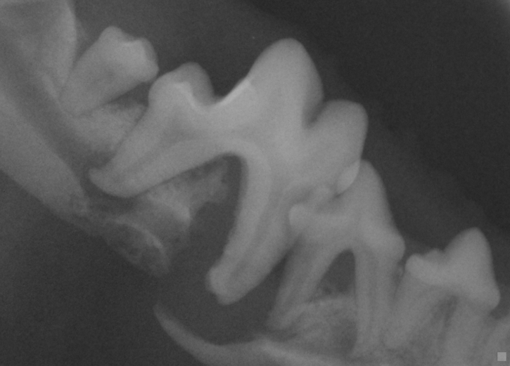 Pathological fracture in a dog’s mandible (lower jaw)
